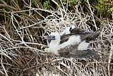 Red-footed Booby